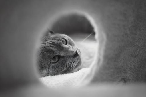 家猫の素材 家猫の素材の写真