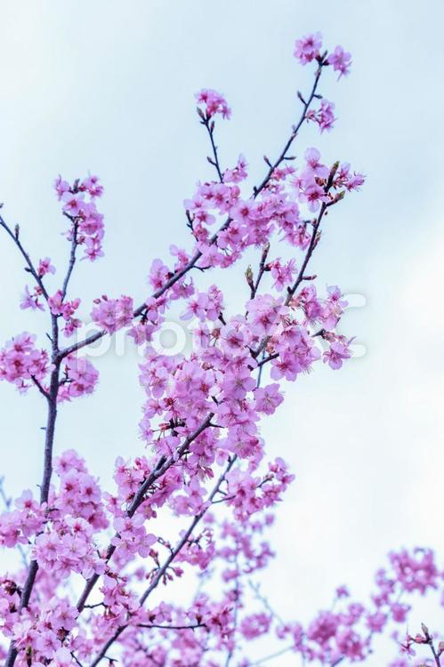 一足早い春を告げる早咲きで満開の桜の花 花,青空,満開の写真素材