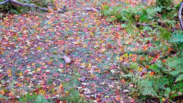 地面に落ちた綺麗な落ち葉 風景,植物,葉っぱの写真素材