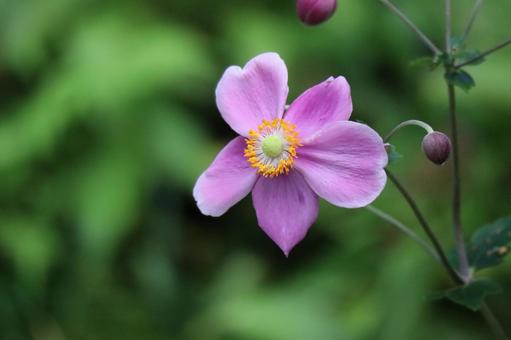 野生に咲くピンクの貴船菊の花のアップ 野生,咲く,ピンクの写真素材