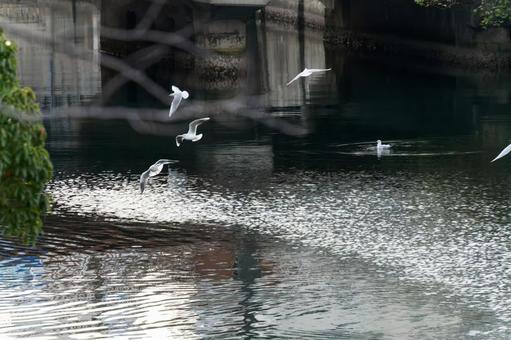 大岡川のゆりかもめ ゆりかもめ,横浜,大岡川の写真素材