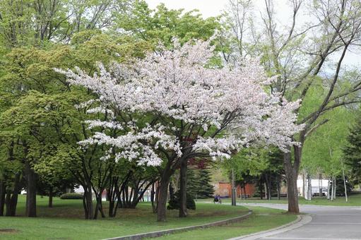 春の中島公園 春の中島公園の写真