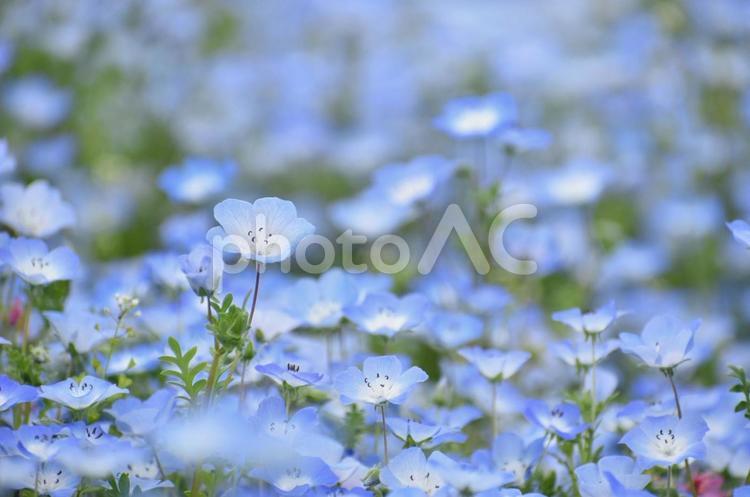 ネモフィラ畑 ネモフィラ,花,春の写真素材