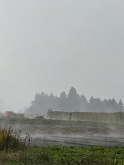 晩秋のけあらしと長芋畑 蒸気霧,気嵐,気象現象の写真素材