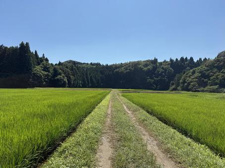 田んぼ道 田んぼ道 岩手県,奥州市,田んぼ道の写真素材