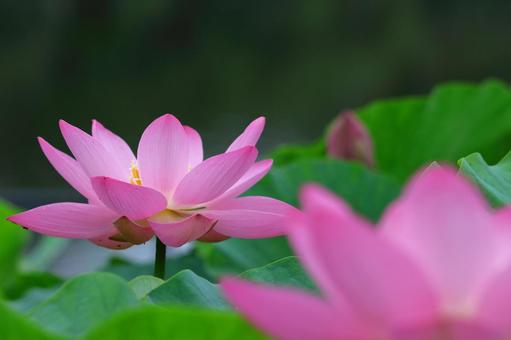 神聖的花, JPG 神聖的花, a lotus, lotus, flower, JPG