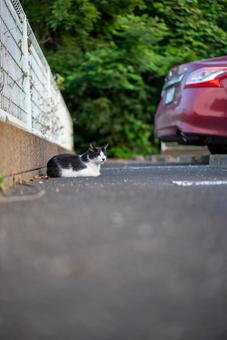 駐車場のんびりハチワレ猫 猫,ねこ,ネコの写真素材