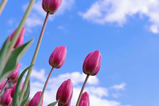 冬咲きのアイスチューリップ アイスチューリップ,チューリップ,花の写真素材
