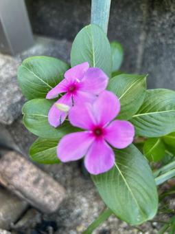 Flower Flowerの写真