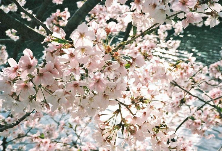 水面と桜 さくら,サクラ,桜の写真素材