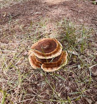 秋のキノコ2 秋のキノコ2 キノコ,公園,秋の公園の写真素材