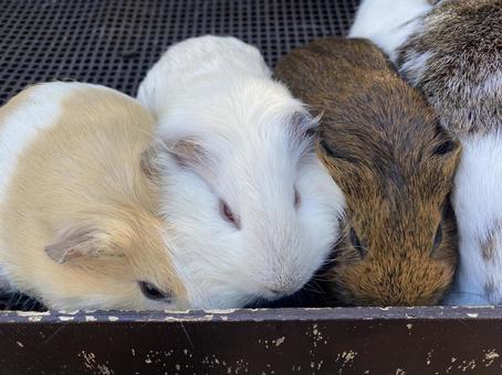 モルモット モルモット モルモット,モルモットの赤ちゃん,小動物の写真素材