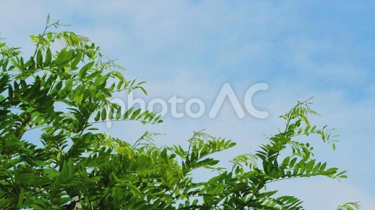 青空とニセアカシアの背景素材 ニセアカシア,豆の木,樹木の写真素材