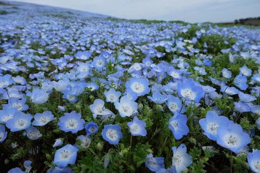 Nemophila, JPG Nemophila, JPG