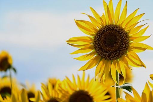 太陽に向かうひまわりの花 太陽に向かうひまわりの花 ひまわり,向日葵,花の写真素材