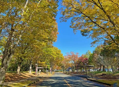街並みの紅葉 紅葉,秋,黄色の写真素材