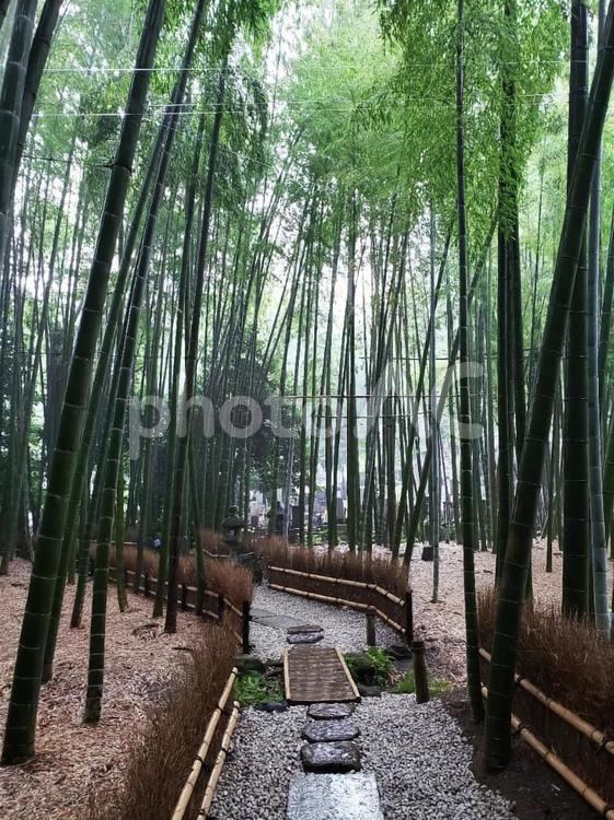 竹林と和風の道 竹,竹林,和風の写真素材