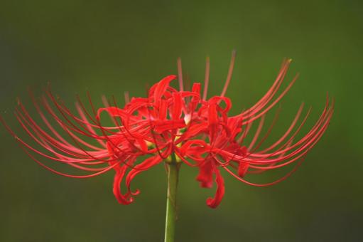 落ち着いた彼岸花の写真
