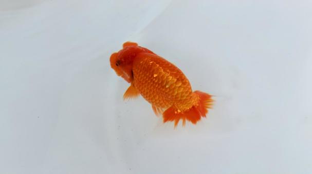 【魚の写真】らんちう(金魚) 【魚の写真】らんちう(金魚) ペット,水槽,魚の写真素材