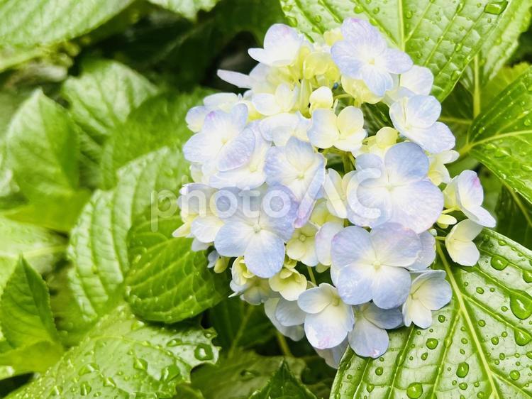 淡いブルーの紫陽花/梅雨/初夏 紫陽花,あじさい,梅雨の写真素材