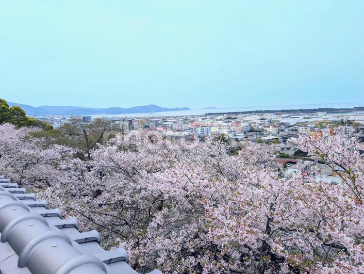 紀三井寺からの風景 さくら,サクラ,春の写真素材