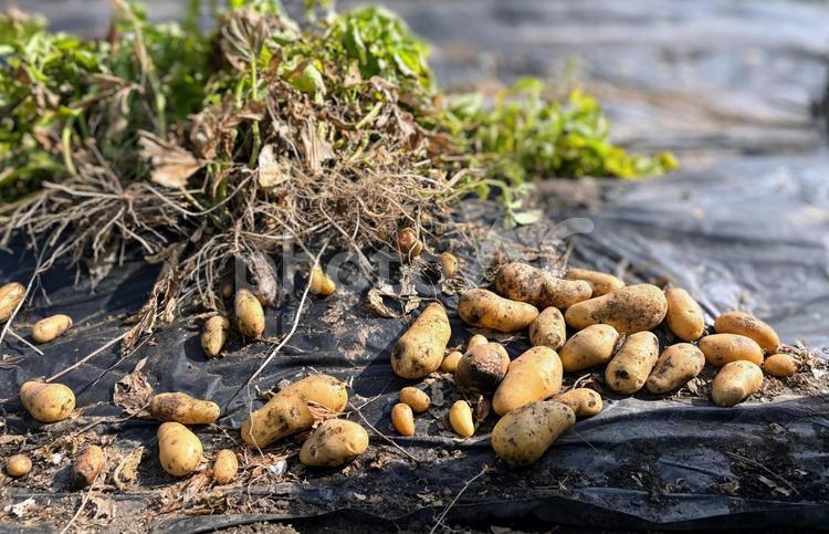 じゃがいもの収穫 ジャガイモ,家庭菜園,野菜の写真素材