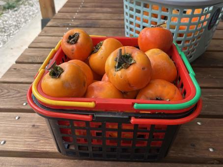 柿 柿,果物,橙色の写真素材