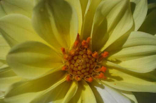 ダリア（レモンミルク） ダリア,レモンミルク,黄色の写真素材