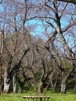 秋のさくら山の桜林・あけぼの山公園・柏市 秋のさくら山の桜林・あけぼの山公園・柏市 秋,さくら山,サクラの写真素材