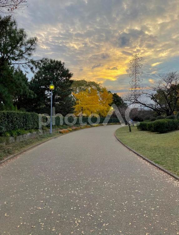 秋夕暮れ 景色,紅葉,道路の写真素材
