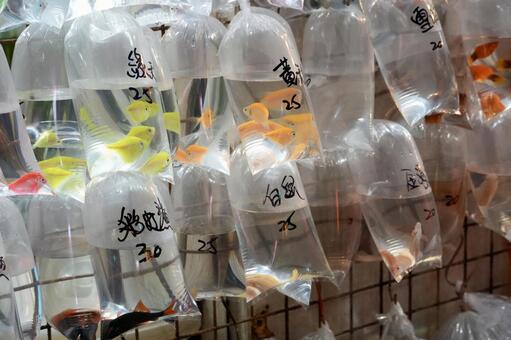 香港・旺角の金魚街 香港,金魚街,金魚の写真素材