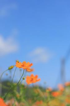 青空の下のキバナコスモス4 青空の下のキバナコスモス4の写真