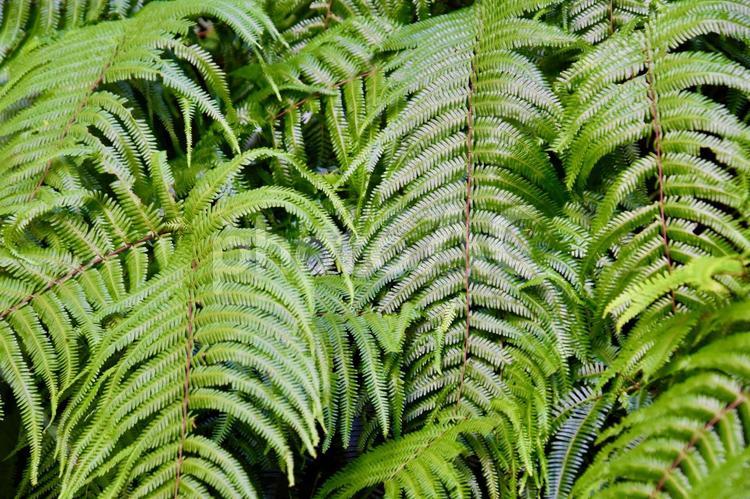 シダの葉が生い茂る背景素材（グリーン系） シダ,羊歯,シダ類の写真素材