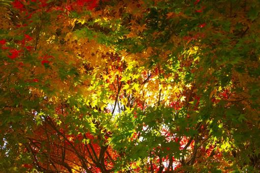 紅葉 紅葉の写真