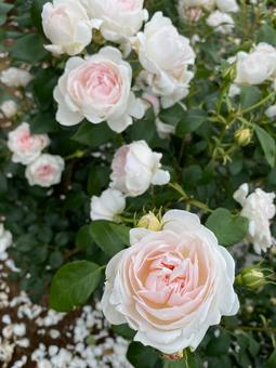 Photo, rose, keisei rose garden, light pink color, 