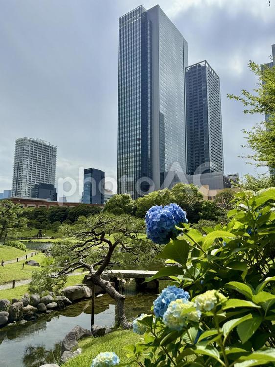 6月　旧芝離宮恩賜庭園 アジサイ,岩,庭石の写真素材