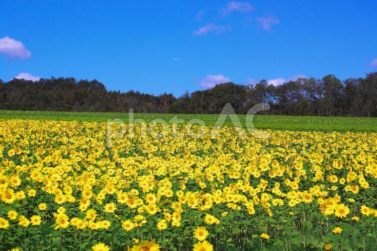 美しいひまわり畑 ヒマワリ,花,空の写真素材