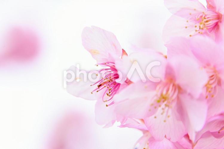 幻想的なピンク色の世界　河津桜 河津桜,桜,花の写真素材