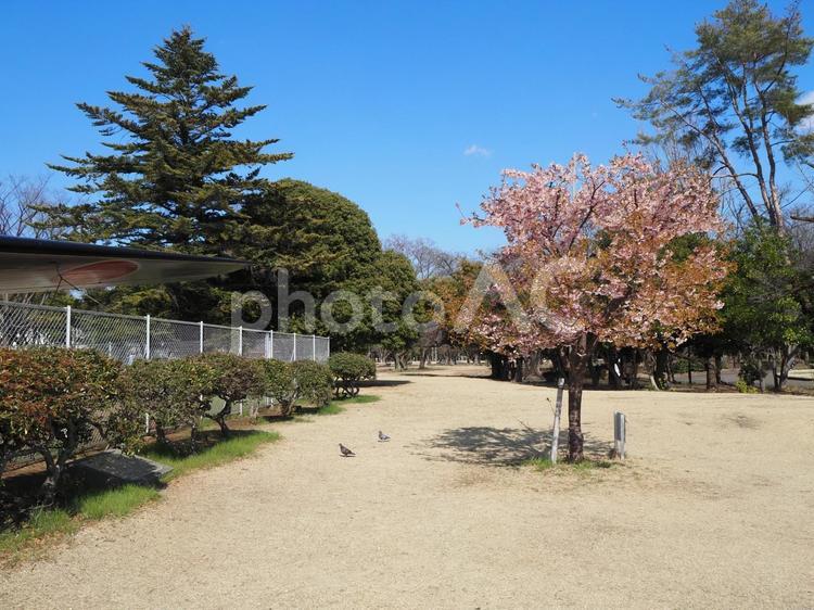 早春の花・航空公園の河津桜・埼玉県所沢市 早春,河津桜,所沢航空記念公園の写真素材