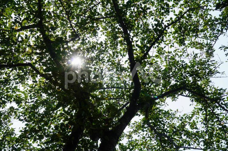 真夏の木陰 夏,真夏,太陽の写真素材