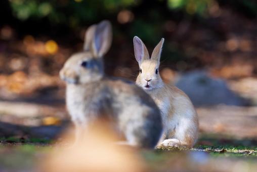 The rabbits of Okunoshima, JPG The rabbits of Okunoshima, JPG