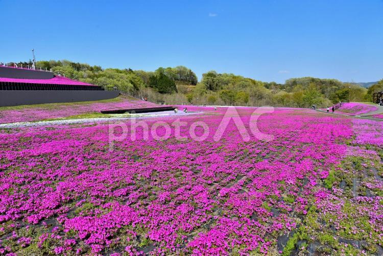 市貝の芝桜（栃木） 芝桜,風景,春の写真素材