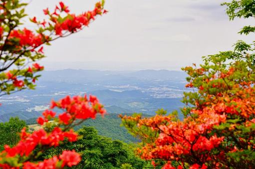 ツツジと街並みの写真