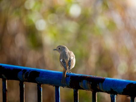 手すりにとまるジョウビタキのメス 手すりにとまるジョウビタキのメスの写真