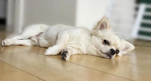 リビングで寝そべるチワワ リビングで寝そべるチワワ チワワ,寝顔,室内犬の写真素材