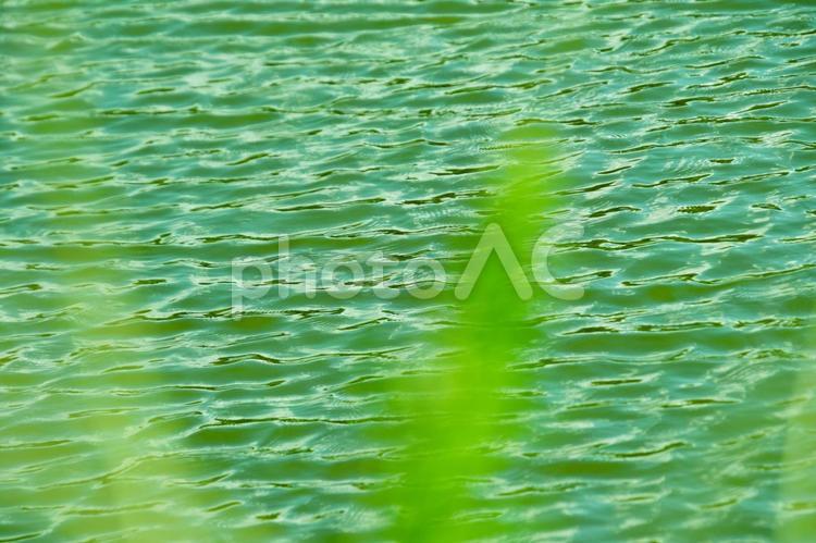 さわやかな初夏の水辺のイメージの背景素材 新緑,緑,水辺の写真素材
