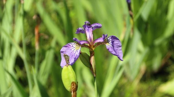 白馬五竜高山植物園 ヒオウギアヤメ 白馬五竜高山植物園 ヒオウギアヤメの写真