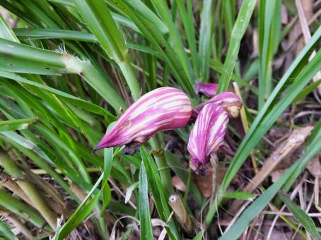 ナンバンギセルの蕾 ナンバンギセル,花,蕾の写真素材