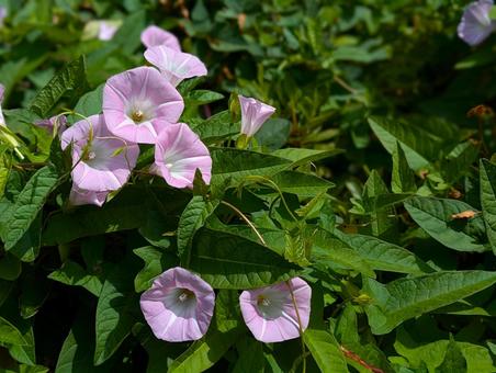 昼顔① 昼顔① 昼顔,花,初夏の写真素材