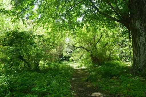 森林5 植物,自然,春の写真素材